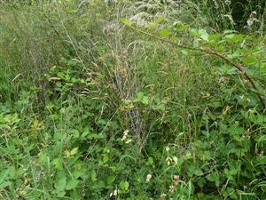 Pohľad na psiarkovú lúku na lokalite TML_6510_161 Obyce